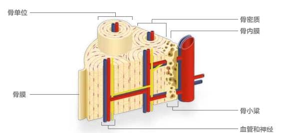 骨密度仪生产厂家剖析有什么方法可以用来检测骨密度呢？